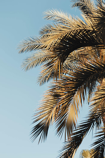 Nature, Sky, Leaves, Palms, Branches HD phone wallpaper