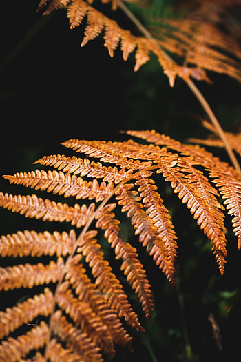 Plant, Macro, Fern, Branch, Dry HD phone wallpaper