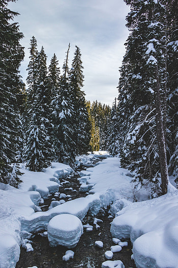 Winter, Nature, Rivers, Trees, Pine, Snow HD phone wallpaper