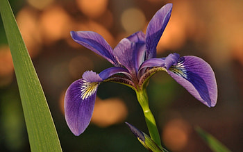 Iris, Flower, Macro, Petals HD wallpaper