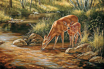 Deers on the River, nature, deers, water, animals HD wallpaper