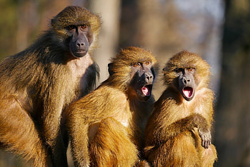 Olive baboon wonderland, Vivid wildlife, Jungle backdrop, Hintergrnde HD wallpaper