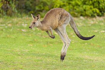 Viral TikTok shows, Missing kangaroo, RGV HD wallpaper