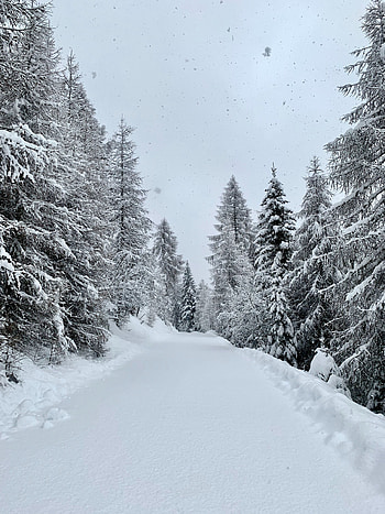 Winter, Nature, Snow, Road, Forest, Snowfall HD phone wallpaper