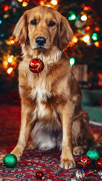 Christmas Dog, Breed HD phone wallpaper