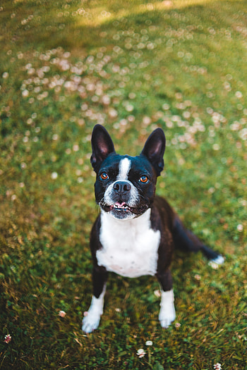 Animals, Dog, Pet, Protruding Tongue, Tongue Stuck Out, French Bulldog HD phone wallpaper