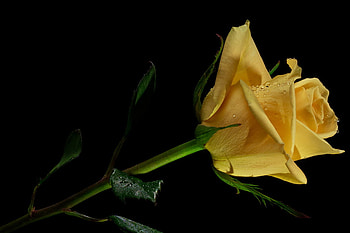 The beauty of yellow rose, background, rose, yellow, nature, flowers, beauty HD wallpaper