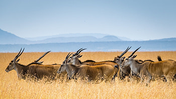 Discover Kenya, African adventures, Safari experiences, Vibrant culture HD wallpaper