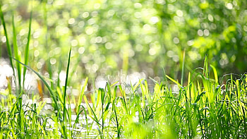Natural summer background - green grass swaying in the wind. Sunny day in forest. Stock Video Footage - VideoBlocks HD wallpaper