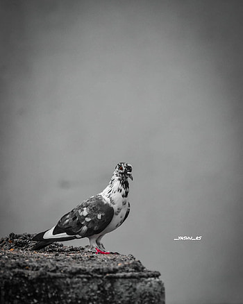 Pigeon, sky, stock dove HD phone wallpaper