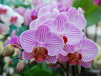 Plants, Flowers HD wallpaper