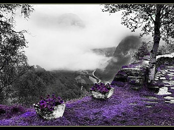 Violet Dream, dream, violet HD wallpaper