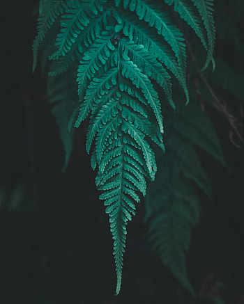 Plant, Macro, Fern, Leaflet HD phone wallpaper
