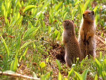 Standing squirrel, grass, nature, forest, squirrel HD wallpaper
