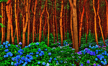 FOREST FLOWERS, nature, flowers, spring, forest HD wallpaper