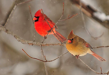 Beautiful Birds, cool, beautiful, birds HD wallpaper