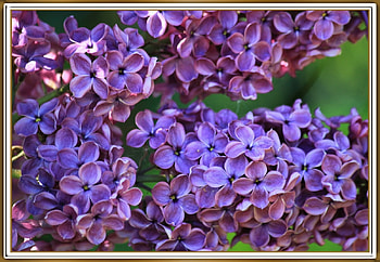 FRAMED FLOWERS, FLOWERS, NATURE, FRAMED HD wallpaper