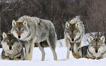 Wolf Buddies, wolves, wild animals, snow, dogs, stalking, nature HD wallpaper