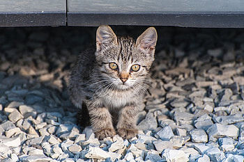 Cat, kitten, sweet, kitty, cats, cute, beautiful, paws, beauty, cat face, pretty, animals, face, lovely, hat HD wallpaper