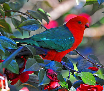 Australian King Parrott, blue, australia, black, parrott, leaves, green, red HD wallpaper