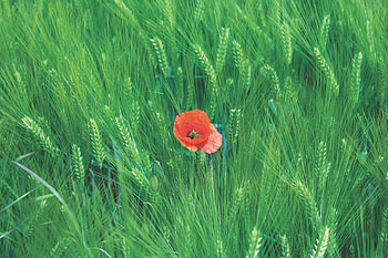 Flowers, Cones, Flower, Field, Spikelets, Poppy, Rye HD wallpaper