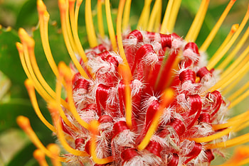 Flower, Plant, Macro HD wallpaper