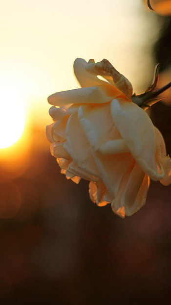 Yellow Rose Flower, flower, rose, yellow, nature HD phone wallpaper