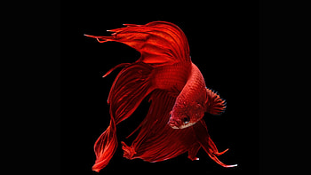 Siamese fighting fish, Colorful aquatic life, Vibrant underwater creatures, Exquisite fish species HD wallpaper