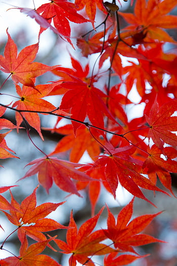 Stunning autumn maple leaves in Nagano, Japan's natural setting, captured in vivid detail. HD phone wallpaper