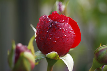 Red rose, close up, water drops HD wallpaper