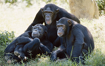 Chimpanzee in the wild, Chimpanzee close-up, Primate intelligence, Jungle habitat HD wallpaper