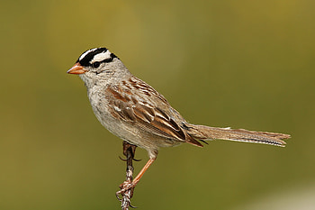 HQ sparrow , selection, 2019 bird , Animal compilation HD wallpaper