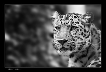Jaguar, animal, cats, cat, wild HD wallpaper