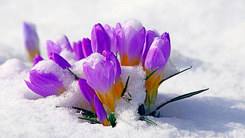 Purple Crocuses in the Snow, winter, plants, petals, blossoms HD wallpaper