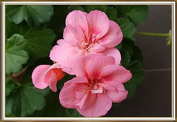 BEAUTIFUL GERANIUMS, PRETTY, NATURE, FLOWERS HD wallpaper