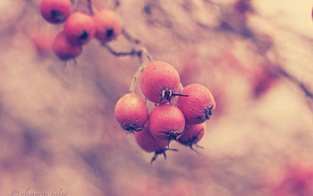 Briar, Macro, Glare, Branch, Berry HD wallpaper