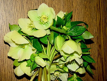 Plants, Flowers, Bouquets HD wallpaper