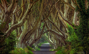 The Dark Hedges, green, huge, trees, road, beautiful, grass, grove Ireland HD wallpaper