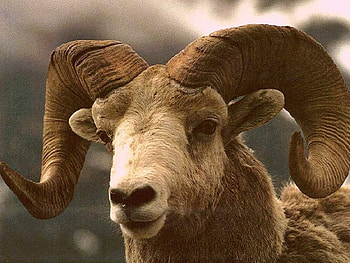 Goat, nature, animals HD wallpaper