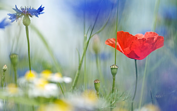 Plants, Flowers, Poppies HD wallpaper