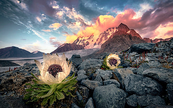 Patagonia, Andes, evening, sunset, flowers, mountain landscape, mountains, Chile HD wallpaper