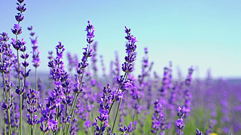 Lavender blooming, Fragrant flower, Nature's gift HD wallpaper