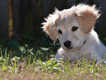 Dog, sweet, pay, dogs, puppies, cute, beautiful, beauty, playful, playful dog, puppy, dog face, pretty, animals, face, bubbles, lovely HD wallpaper