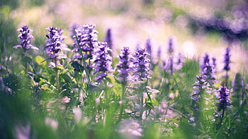 Flowers, Lilac, Plant, Stem, Stalk HD wallpaper