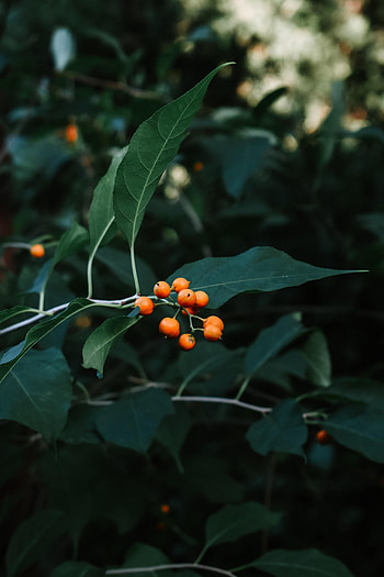 Nature, Leaves, Macro, Branch, Berry HD phone wallpaper