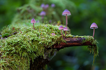 Mushrooms, pink, green, ciuperci, nature, mushroom, forest HD wallpaper