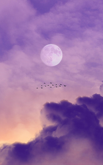 Nature, Birds, Sky, Clouds, Moon HD phone wallpaper