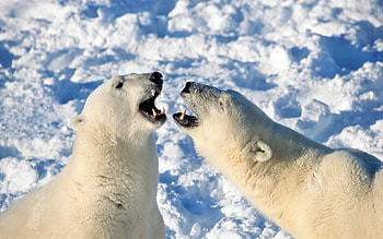 Animals, Snow, Couple, Pair, Bear, Playful, Polar Bear HD wallpaper