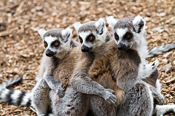 Animals, Lemurs, Three HD wallpaper