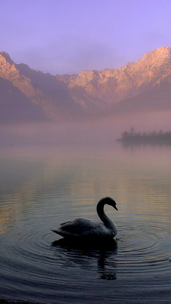 Swan mountain lake, android , backgrounds swan, Swan lake HD phone wallpaper